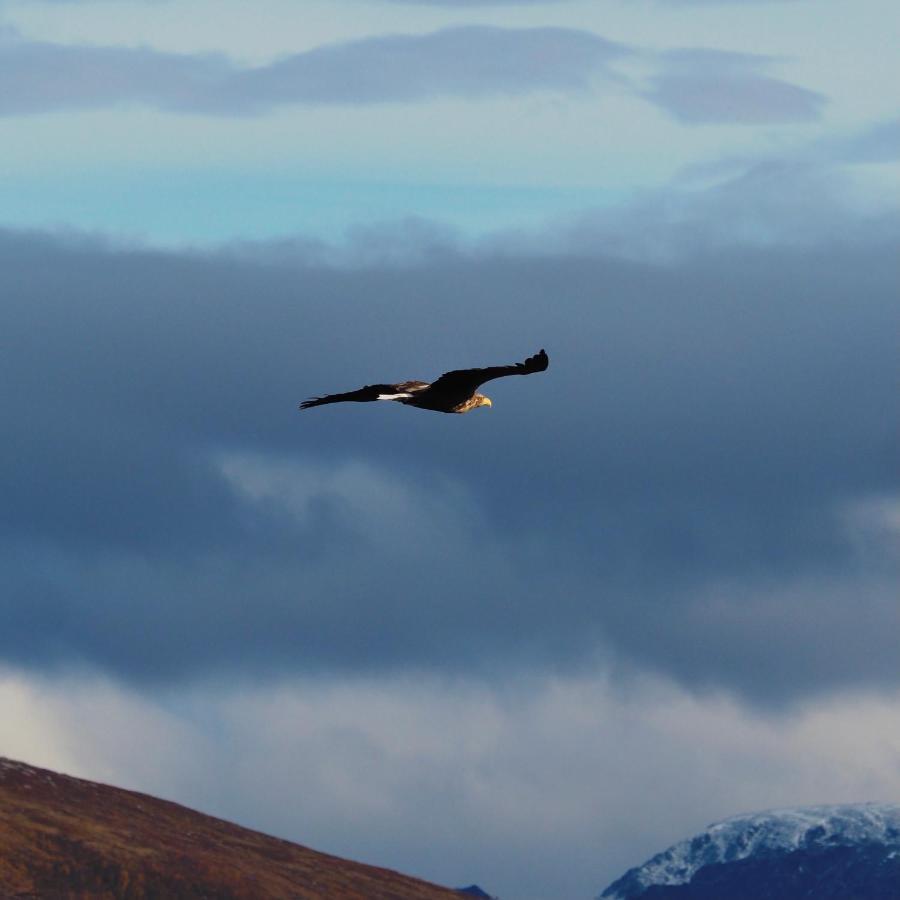 Hakoya Lodge Tromsø Dış mekan fotoğraf